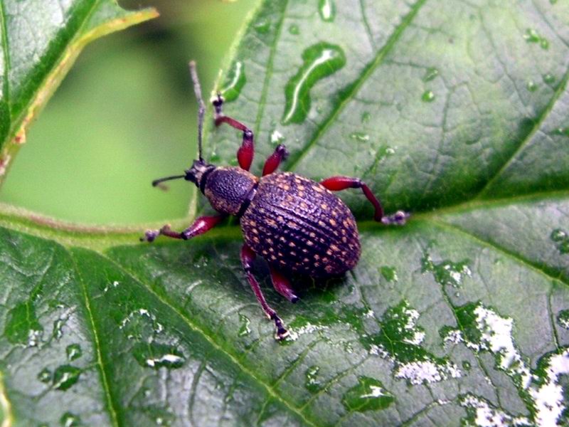 Otiorhynchus geniculatus? O. armadillo obsitus